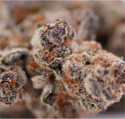 black-berry-3.jpg Dutt Pack